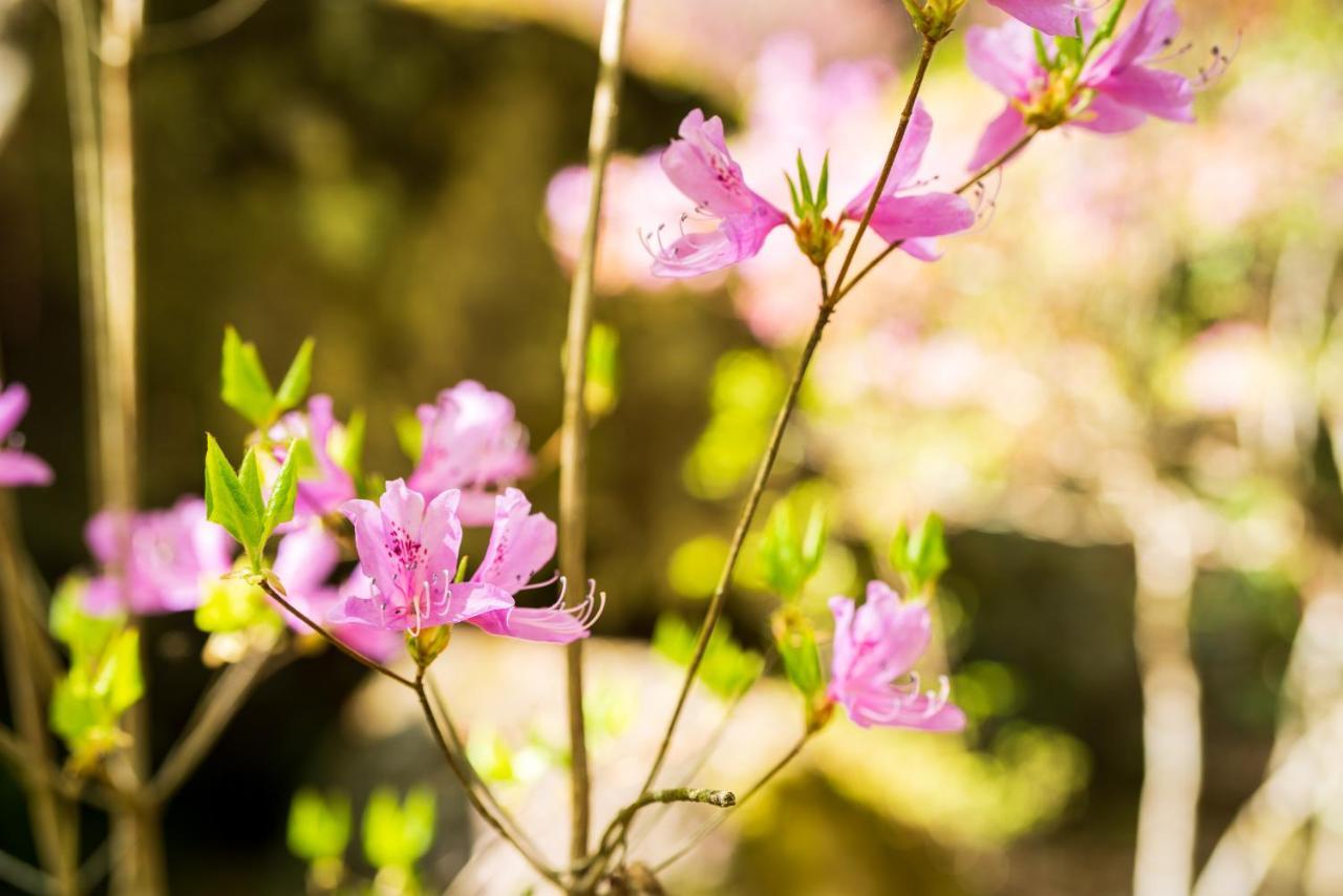 Auberge Funoki Nakatsu Exteriér fotografie